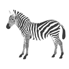 Standing zebra side view on white background