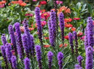 Liatris spicata flowers in the summer garden