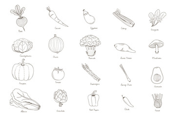 Drawing vegetable isolated on background 