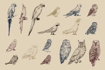 Papier Peint photo Lavable Rétro Illustration drawing style of parrot birds collection