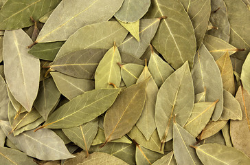 Dry bay laurel leaves as background texture