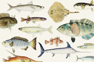 Colored illustration of fish drawing collection