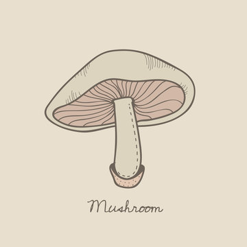 Drawing mushroom isolated on background