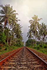 Obraz premium Railway through the jungle. Evening scenery in Sri Lanka. 