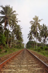 Railway through the jungle. Evening scenery in Sri Lanka. 