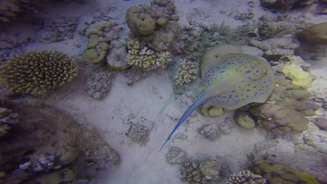 Blue-spotted stingray