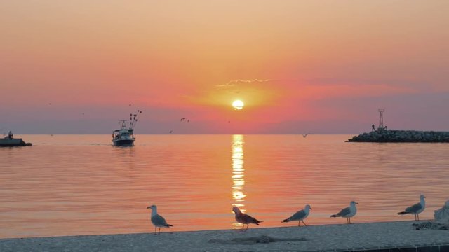 Slow motion shot of a boat sailing in the sea at sunset. Seagulls flying and walking on the pier. Golden sun path on water