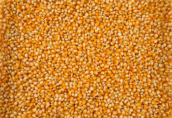 dried corn kernels