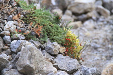 Plants on rocks in the mountains