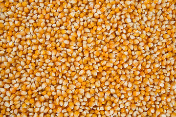 dried corn kernels