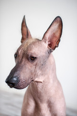 Portrait of a Mexican Hairless Dog on a white background