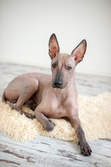 Mexican Hairless Dog Xoloitzcountly in the interior