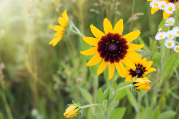 Rudbeckia flowers captured in the green field