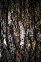 Closeup of bark texture