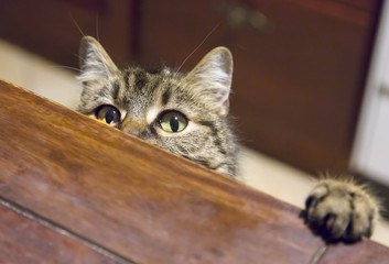 cheeky and hungry cat under table