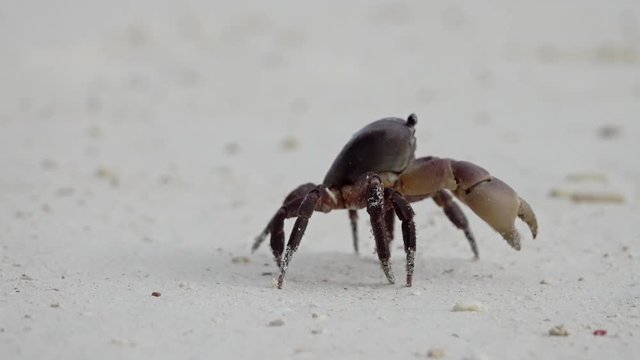 Crab with raised claws walking on white sand beach closeup, 4k
