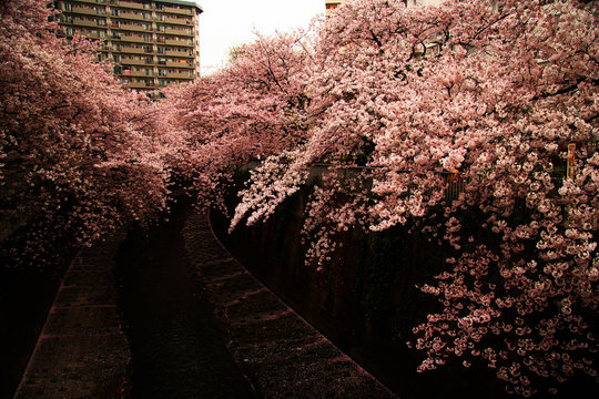 桜の川