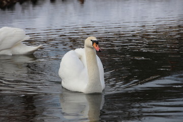 swan, bird, water, lake, white, nature, animal, wildlife, swimming, river, beauty, feathers, pond, mute, feather, swim, animals, birds, beak, mute swan, cygnus olor, graceful, swans, grace, wild