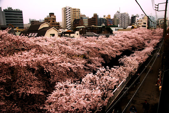 桜東京