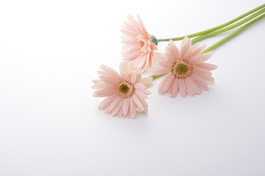ガーベラ Images Browse 11 985 Stock Photos Vectors And Video Adobe Stock