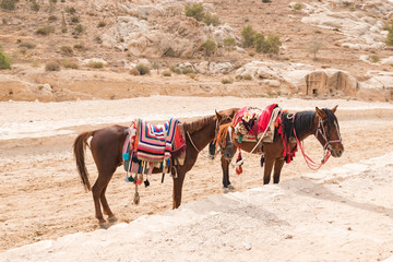 Two brown horses with colorful saddle are waiting for tourists in Petra, Jordan.