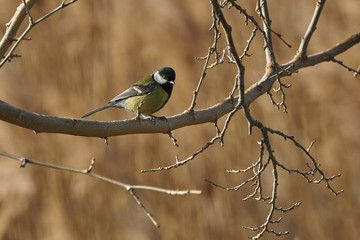 great tit on tree