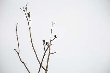 The black-thighed falconet is one of the smallest birds of prey. It is native to Brunei Darussalam, Myanmar, Thailand, Malaysia, Singapore and Indonesia. and vagrant to Sri Lanka.