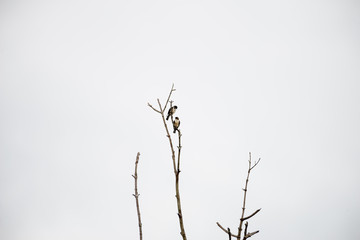 The black-thighed falconet is one of the smallest birds of prey. It is native to Brunei Darussalam, Myanmar, Thailand, Malaysia, Singapore and Indonesia. and vagrant to Sri Lanka.