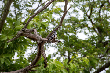 Pied kingfisher
