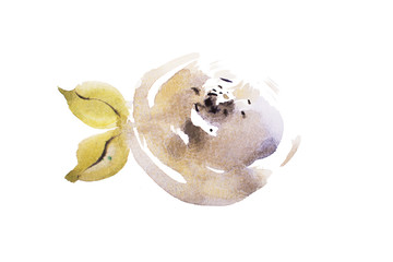 watercolor drawing of fresh garden flowers, summer meadow bouquet aquarelle painting