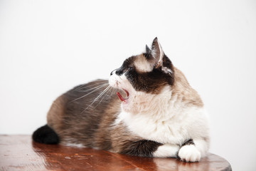 Portrait of cute cat with blue eyes