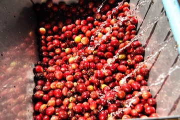 Coffee beans,In the ferment and wash method of wet processing