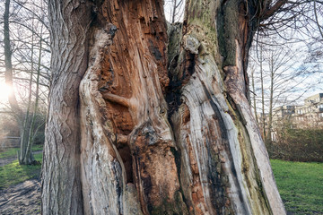 Old Tree Trunk split by Lightning - Close Up Detail