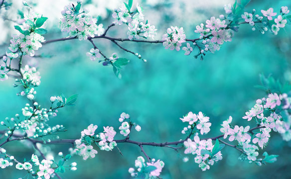 Fototapeta Pięknej wiosny kwiecisty tło z gałąź kwitnąć wiśni, miękka ostrość. Rama różowa Sakura kwitnie w wiosny zakończeniu makro- na turkusowym tle outdoors w naturze.