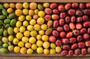 fresh coffee beans for background