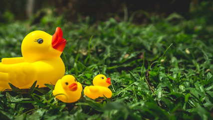yellow rubber duck and the ducklings with green grass as the background. parenting and nurturance concept