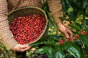Fotobehang Fresh coffee bean in basket © nimon_t