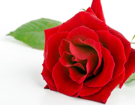 Happy Birthday, Happy Easter, Happy Valentines Day, Thank you, I love you: Wonderful, beautiful  red rose :)