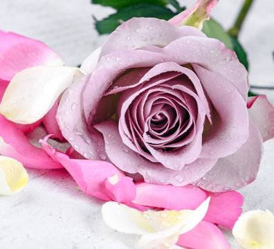 Happy Birthday, Happy Easter, Happy Valentines Day, Thank you, I love you: Wonderful, beautiful violet rose :)