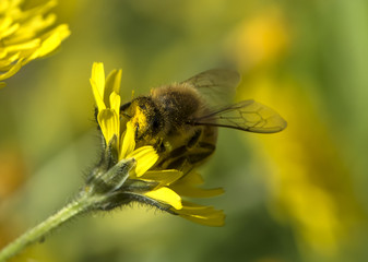 busy bee