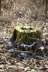 Baumstumpf mit Gesicht