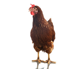 Brown chicken isolated on white background