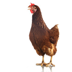 Brown chicken isolated on white background