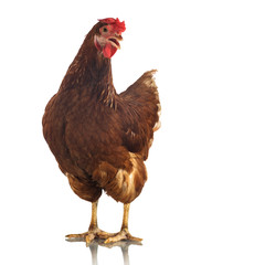 Brown chicken isolated on white background