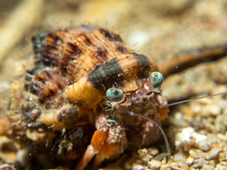 Hermit crab on the sand