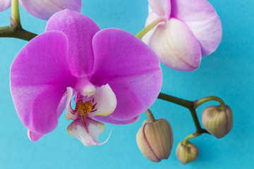 Phalaenopsis orchid flower on a branch with unbroken buds close-up with copy space on a blue background, concept of spring and holiday