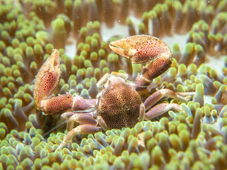 A crab that lives with an anemone