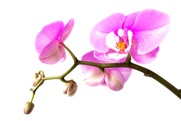 Phalaenopsis orchid flower on a branch with unbroken buds close-up with copy space on a white background, concept of spring and holiday