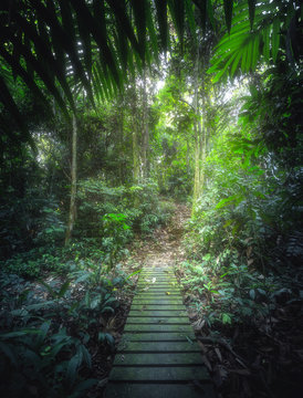 Fototapeta Tropical jungles with pathway in Borneo, Asia