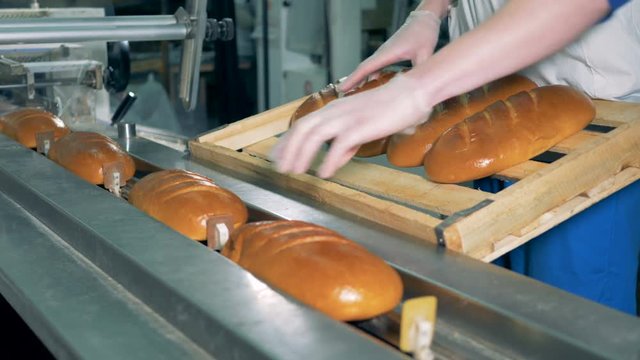 A worker loads freshly baked white bread for packing. 